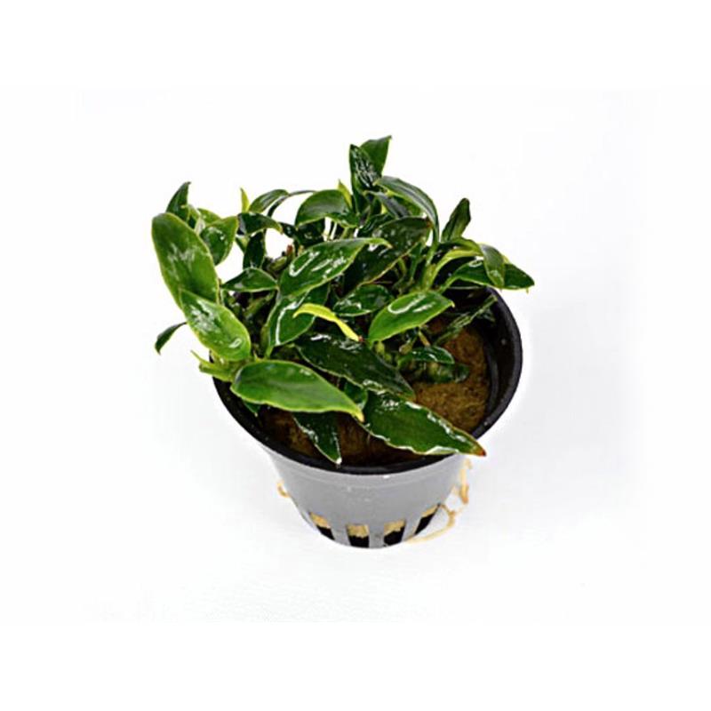 Planta acvariu Stoffels Anubias nana Pangolino - imagine 4